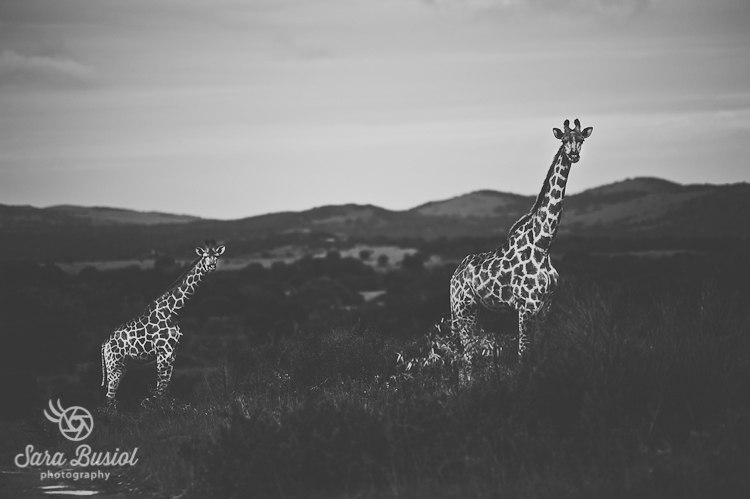 giraffe_sara-busiol002