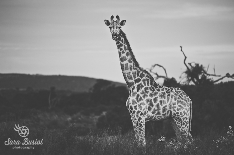 giraffe_sara-busiol004