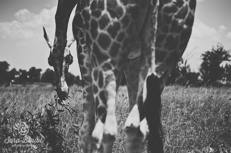 giraffe_sara-busiol006