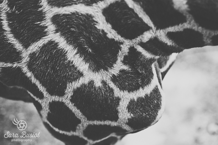 giraffe_sara-busiol011