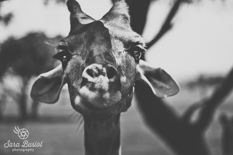 giraffe_sara-busiol016