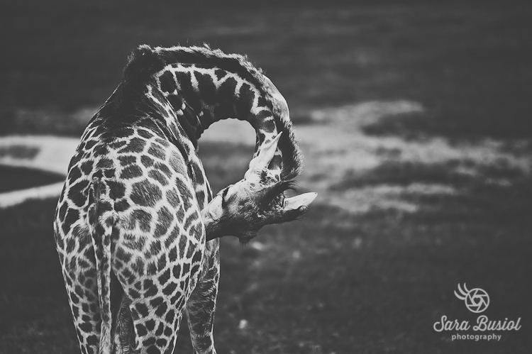 giraffe_sara-busiol017