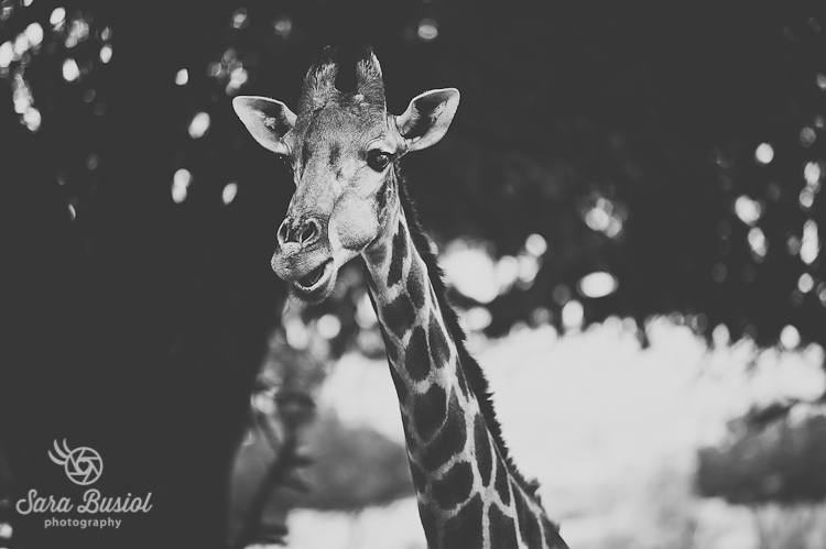 giraffe_sara-busiol020