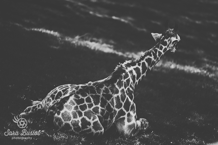 giraffe_sara-busiol022