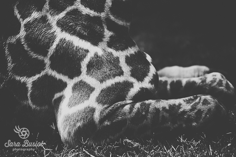 giraffe_sara-busiol031