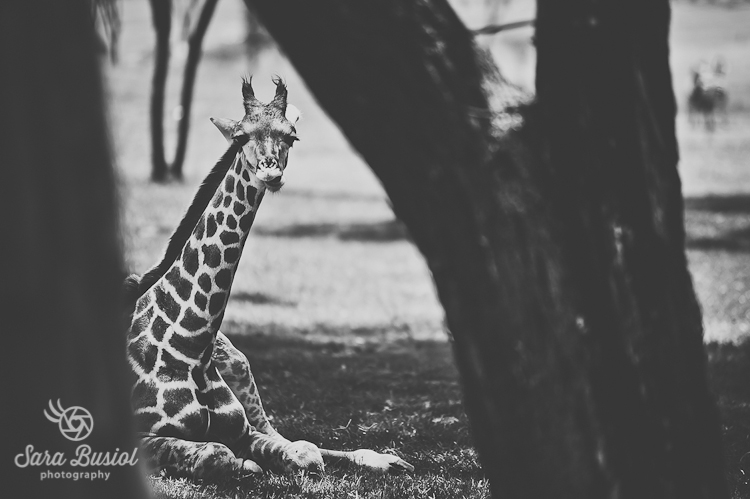 giraffe_sara-busiol033