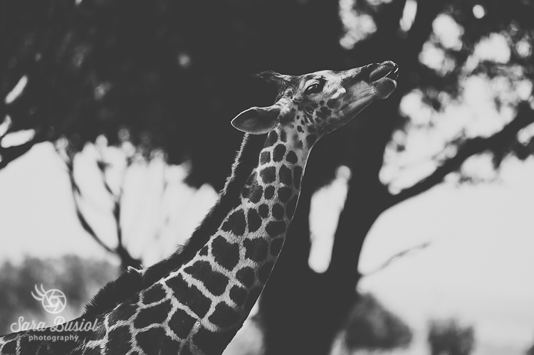 giraffe_sara-busiol034